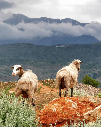 agia-pelagia-bellevue-crete-nature.jpg
