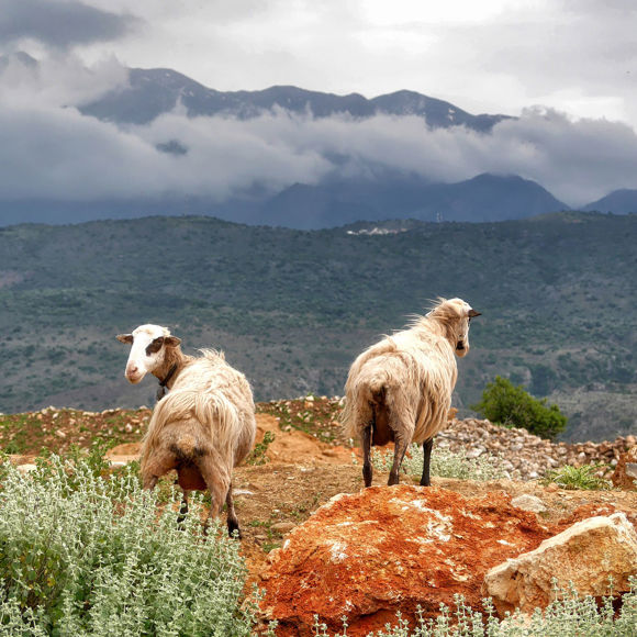 agia-pelagia-bellevue-crete-nature.jpg